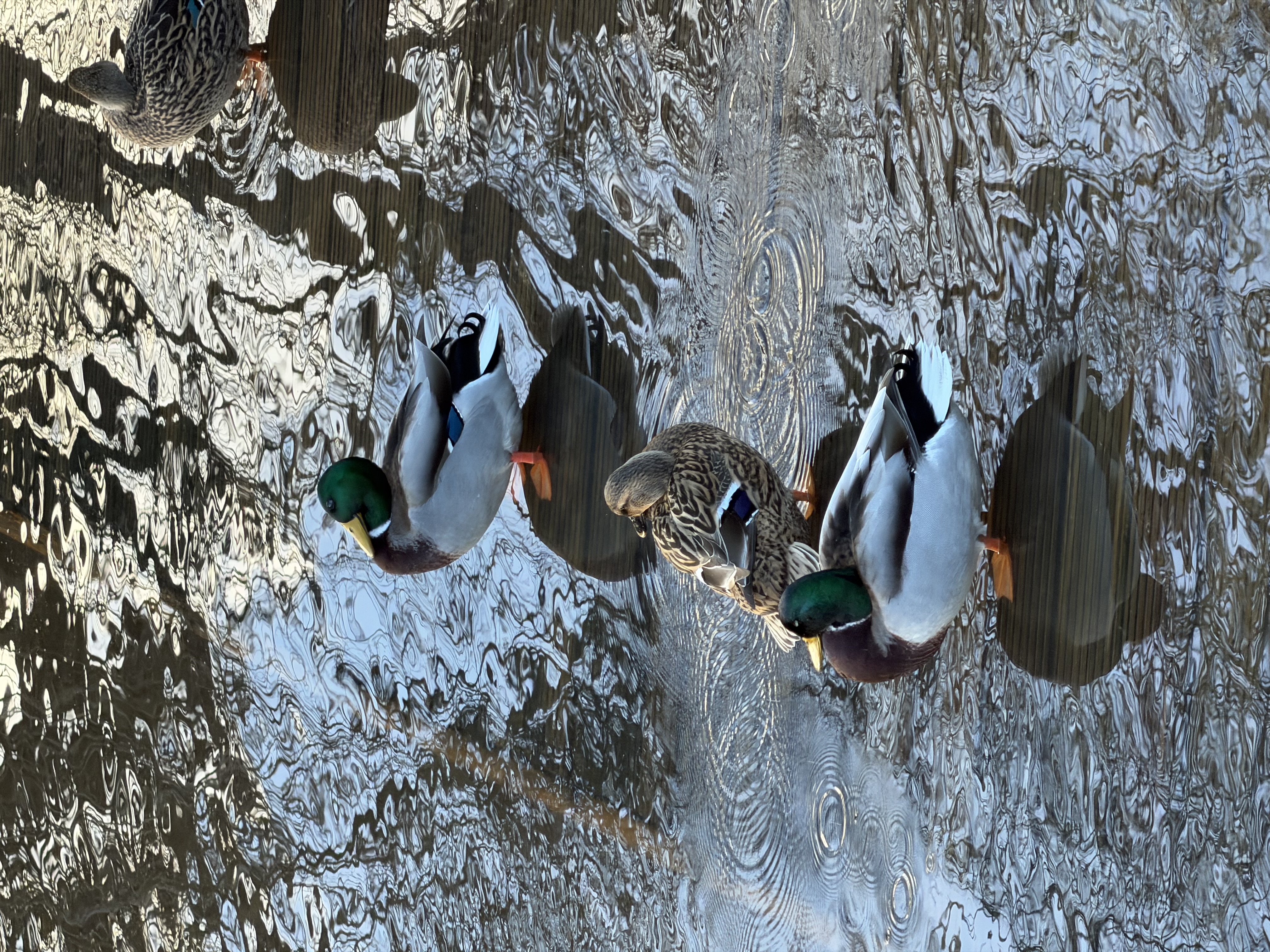 第15期 - 合法司机